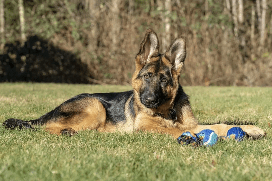 How to Take Care of a 4-Month-Old German Shepherd