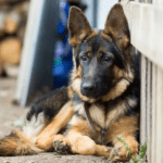 Everything you Need to Know About Your 5-Month-Old German Shepherd