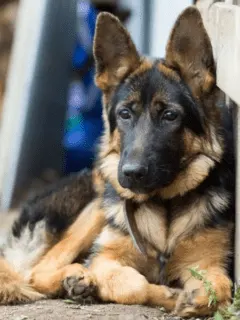 Everything you Need to Know About Your 5-Month-Old German Shepherd