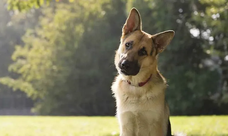 5-Month-Old German Shepherd - Health