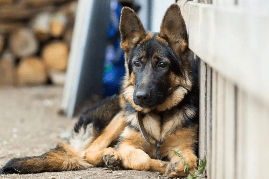 Are 5 Month Old Dog Aggressive are-5-month-old-dog-aggressive