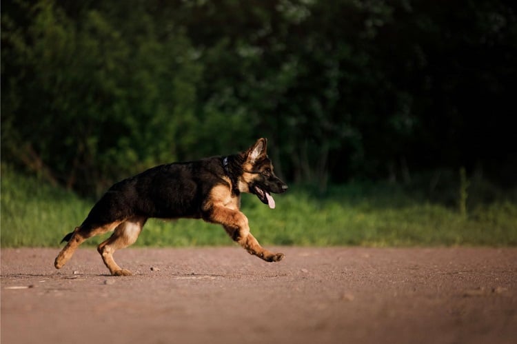 Exercise Needs For a 7-Months-Old German Shepherd