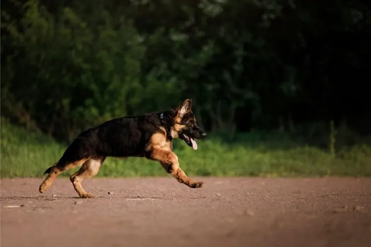 Exercise Needs For a 7-Months-Old German Shepherd