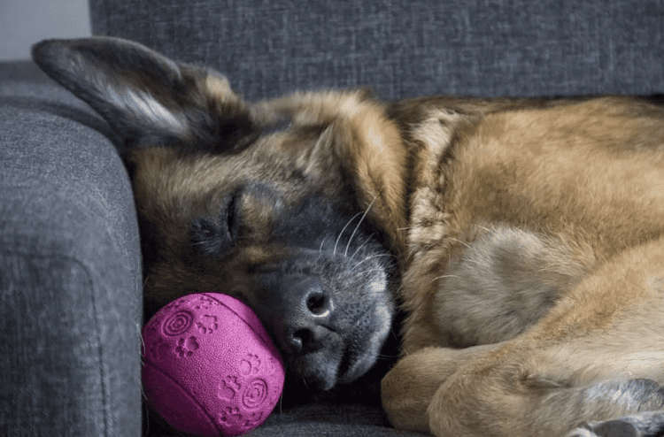 Sleep Requirements for 8-Month-Old German Shepherds