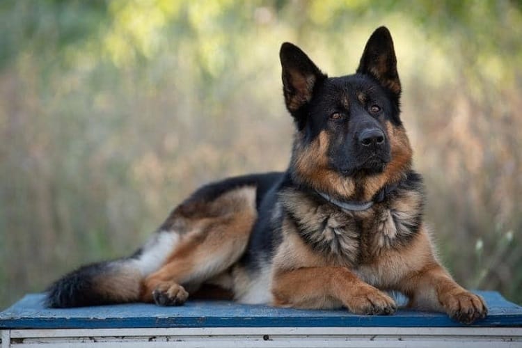 8-Month-Old German Shepherd - Health