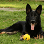 How to Take Care of an 8-Month German Shepherd