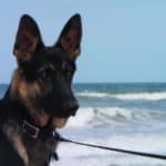 Caring for a 9-Month-Old German Shepherd - All There is to Know