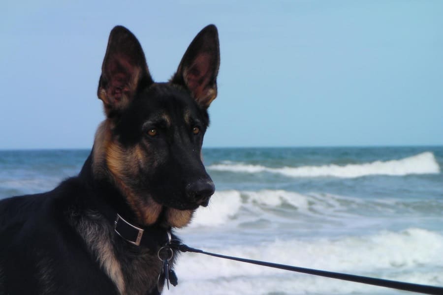 Caring for a 9-Month-Old German Shepherd - All There is to Know