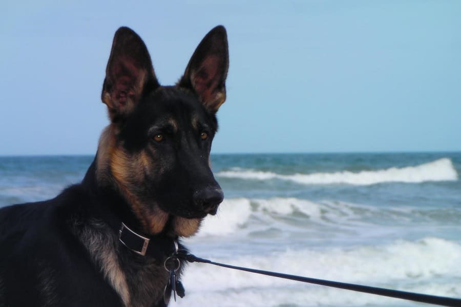 how-often-to-feed-9-month-old-dog