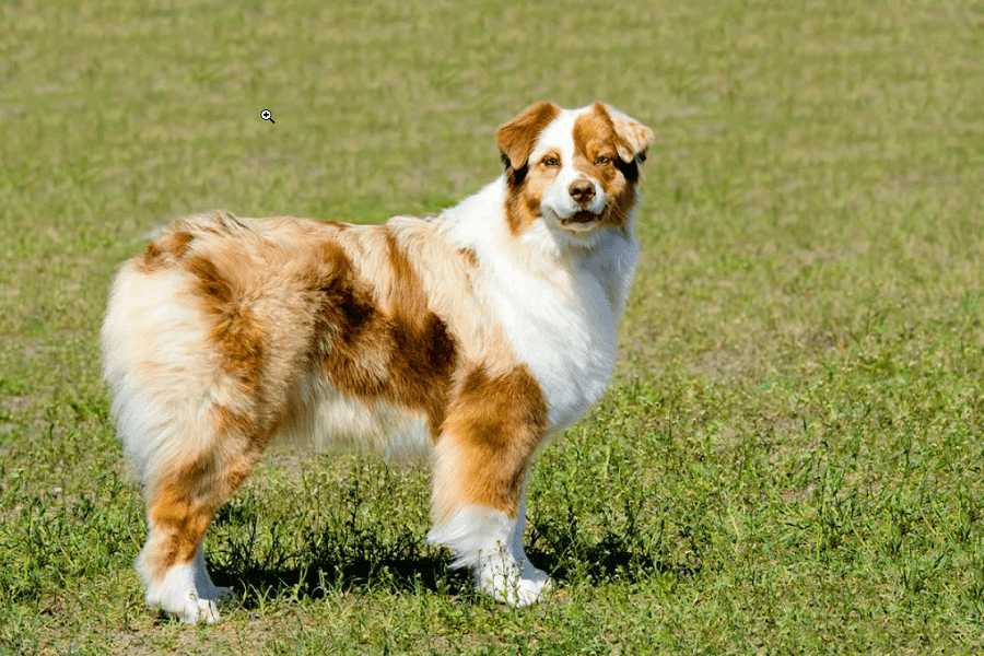 Docked Tail Australian Shepherd