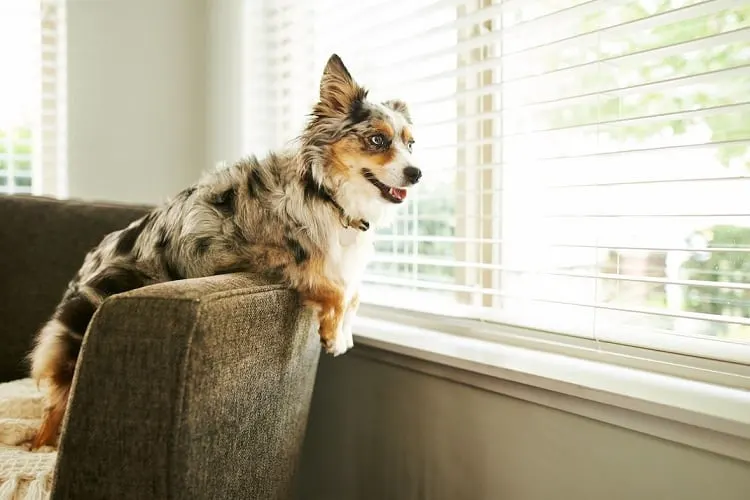 Are There Mini Aussies With a Tail?