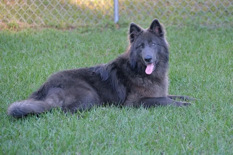 What is a Blue Bay Shepherd?