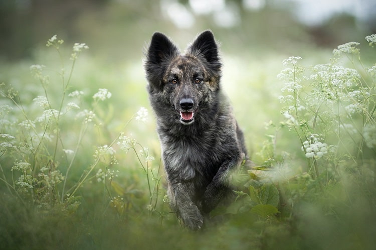 What is the Shiloh Shepherd