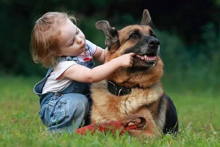 German Shepherd playing with Toddler