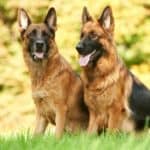 What is American Show line german shepherd