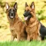 What is American Show line german shepherd