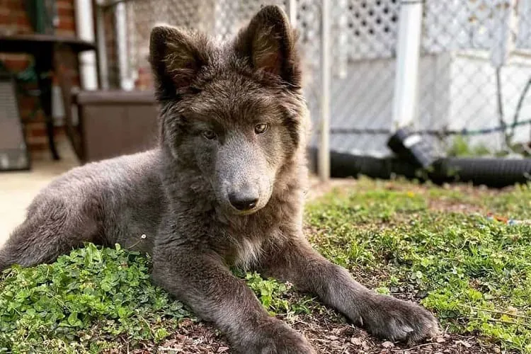 Blue Bay Shepherd coat