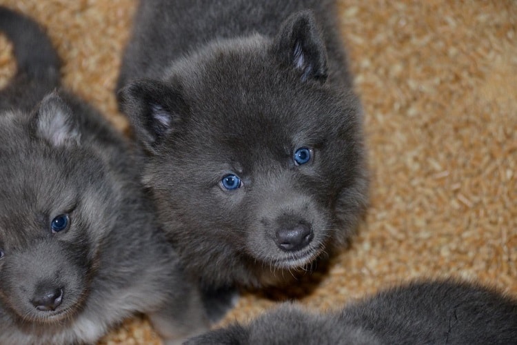 Cost of Blue Bay Shepherd Puppies