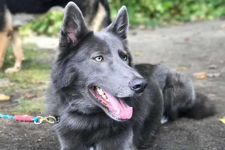 Healthy Blue Bay Shepherd