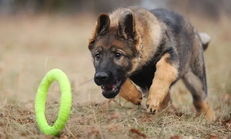 Chew Toys For Your 5-Month-Old German Shepherd