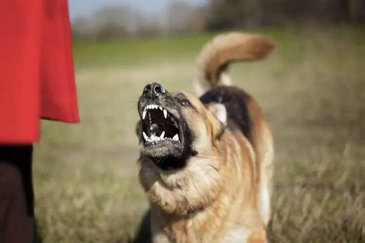 Things not to do while teaching dog to stop bark