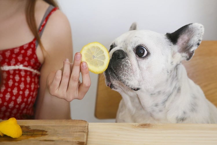 Smell of Citrus fruits