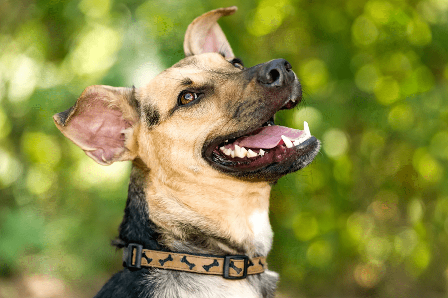 Why Does My Dog's Breath and Urine Smell Like Ammonia? Anything