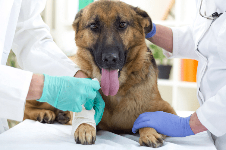 When Should You Call a Vet?