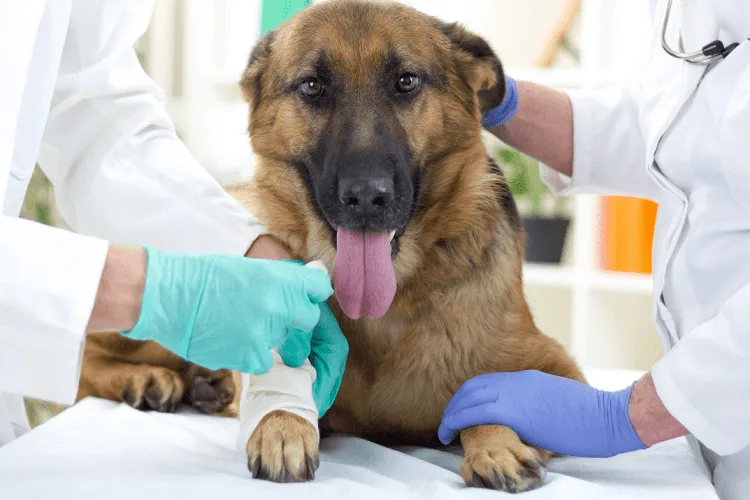 Why Does My Dog’s Breath and Urine Smell Like Ammonia? 3 When Should You Call a Vet?