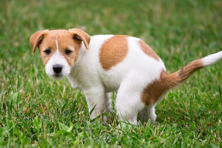 What You Can Do to Encourage Puppy to Poop Outside