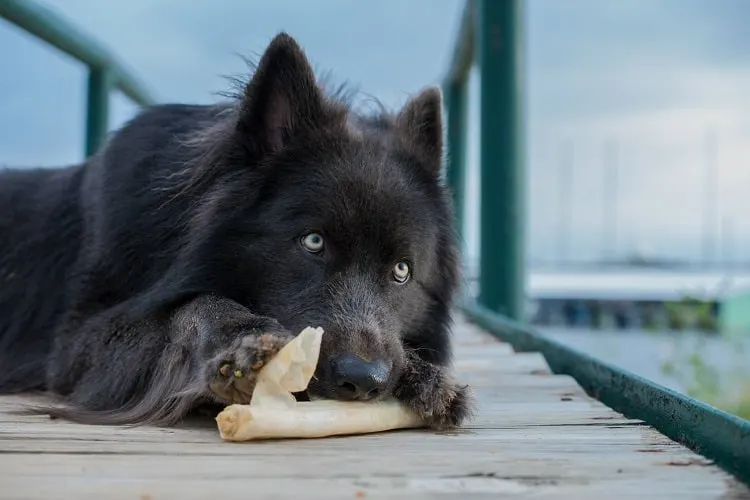 Blue Bay Shepherd Food Prices