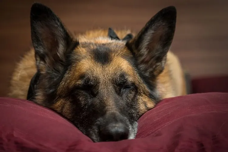 Motivating Your Dog to Lay Down Somewhere Else