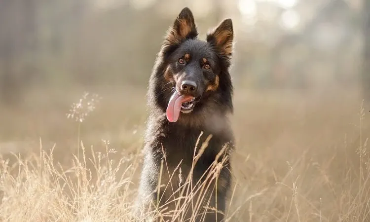 7-Month-Old German Shepherd Health