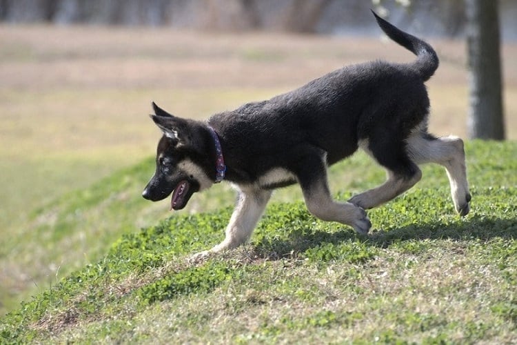 how big are german shepherds at 3 months