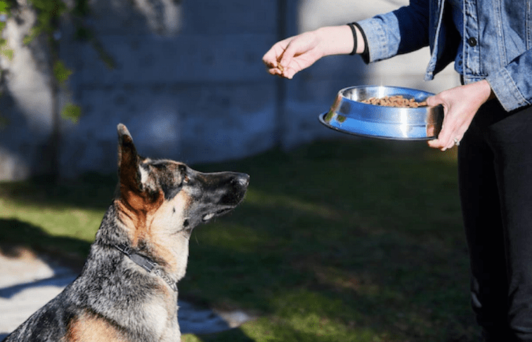 Nutrition for a 10-Month German Shepherd