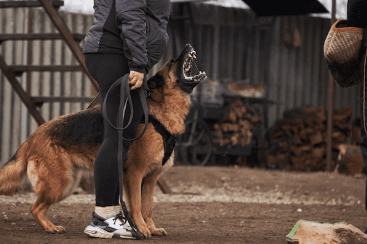 Training Your 10-Month German Shepherd 