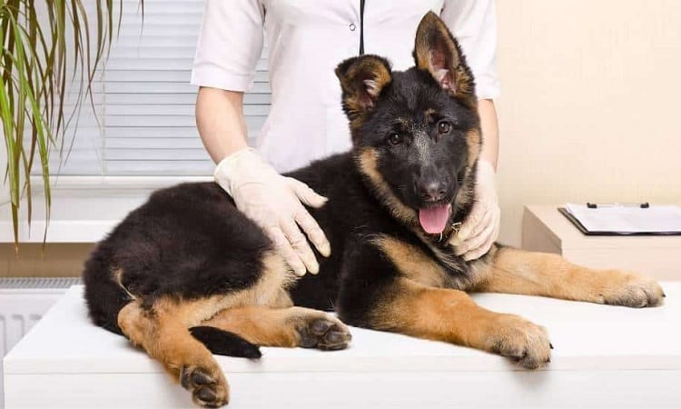 German Shepherd Puppy Health Issues
