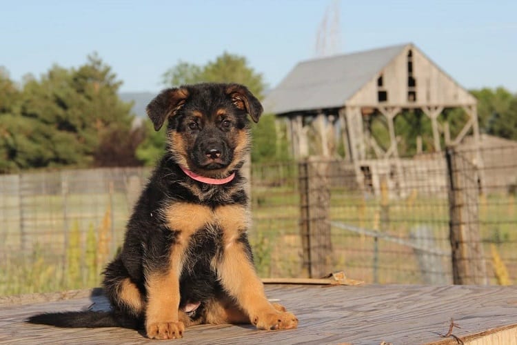 Preparing Your House and Yard For a German Shepherd Puppy