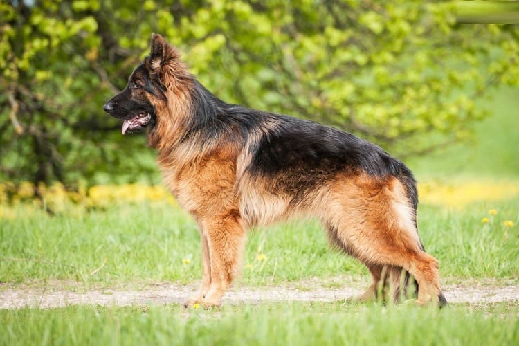 German Shepherd Tail Positions