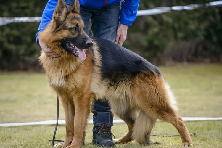 Overall Health conditions of American Show GSD