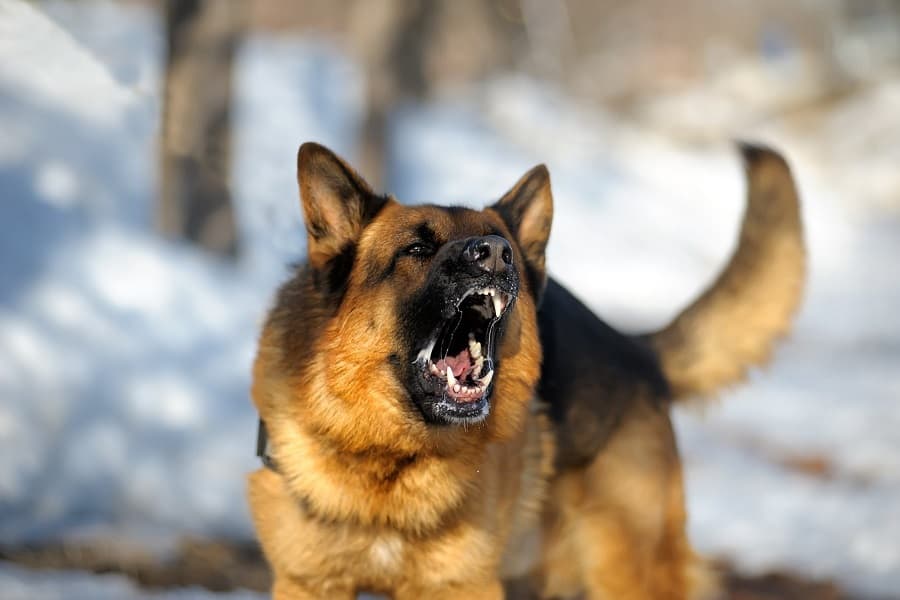 Are German Shepherds Annoying