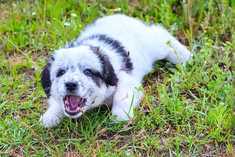 Why is Puppy Barking Important?