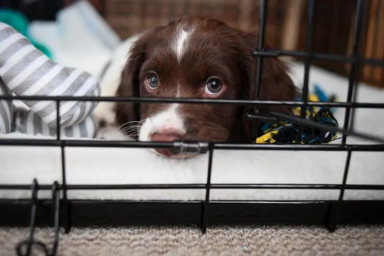 Things to Consider Before Letting a Puppy Sleep Out of the Crate