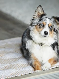 Everything to Know About the Mini Aussie With Tail