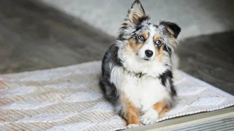 Everything to Know About the Mini Aussie With Tail