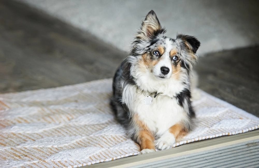 Everything to Know About the Mini Aussie With Tail
