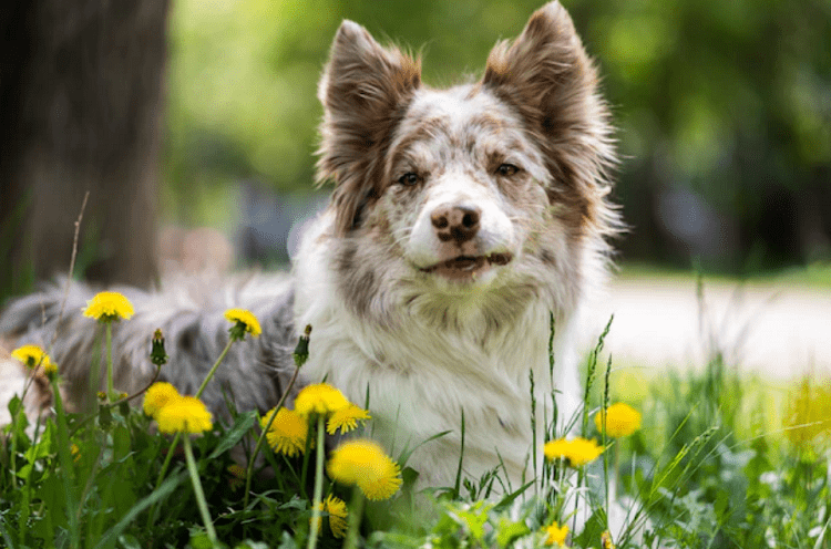 History of Mini Aussies
