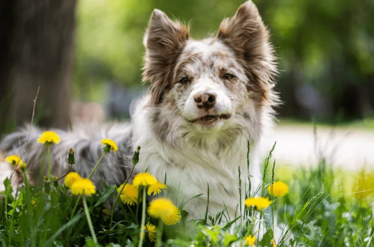 Mini Aussies