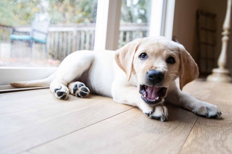 When Do Puppies Begin Barking?