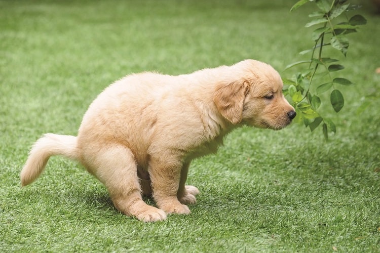Trained Puppy Poop Outside